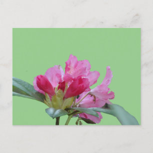 Pink Rhododendron Close Up Cust. BG  DIY Postcard