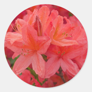 Pink Rhododendron Flower Stickers