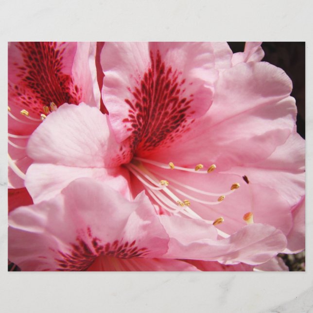 Pink Rhododendron Flowers Custom Flyers paper (Front)