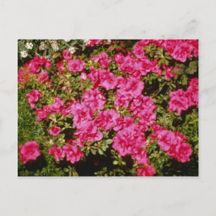 Pink Rhododendron Indicum 'Rose' (Azalea) flowers Postcard