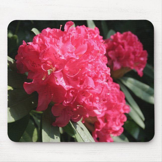 Pink Rhododendron Mouse Pad (Front)