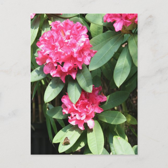 Pink Rhododendron with a small Butterfly Postcard (Front)