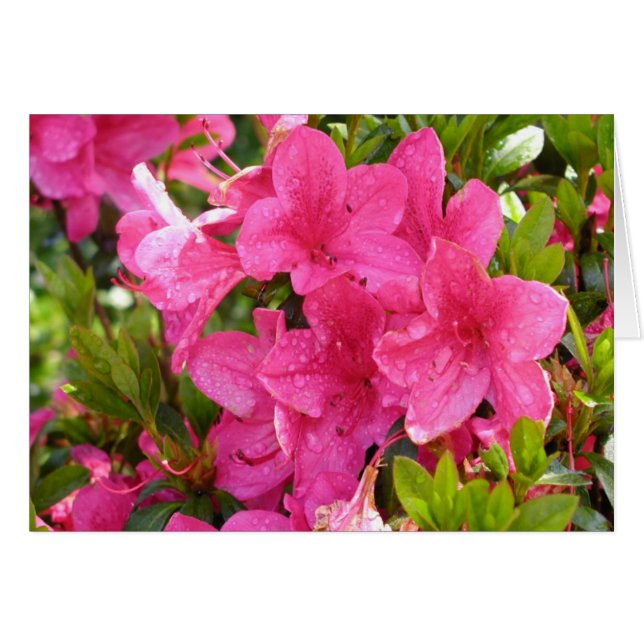 Pink Rhododendrons (Front Horizontal)