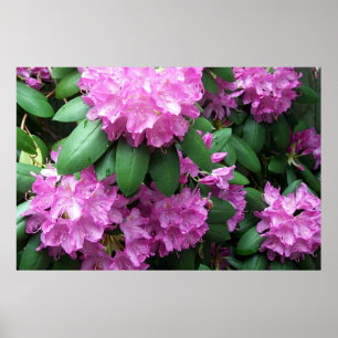 Pink Rhododendrons Blossoms Photography Poster