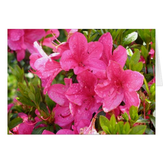 Pink Rhododendrons Card