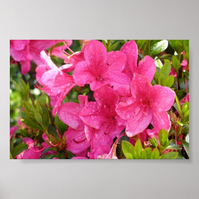 Pink Rhododendrons Poster (Front)