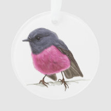 Pink Robin Songbird