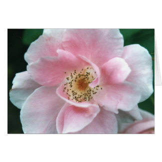 Pink Rose