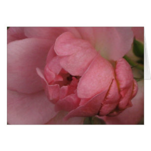 Pink Rose