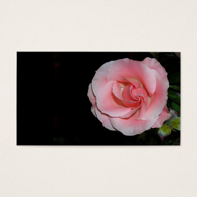 Pink Rose (Front)