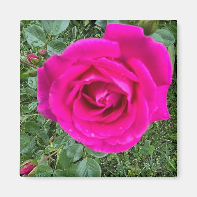 Pink Rose #3 ,2 Inch Square Magnet (Front)