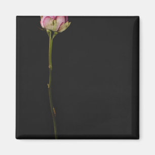 Pink rose 3 magnet