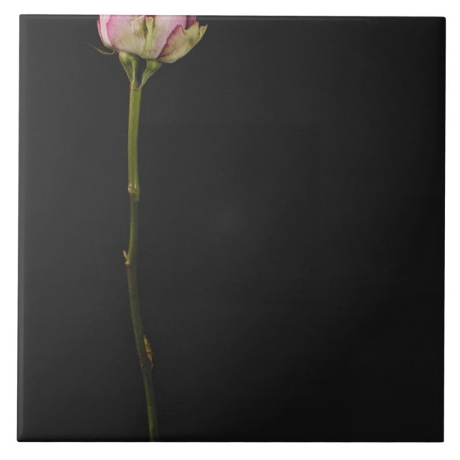 Pink rose 3 tile (Front)