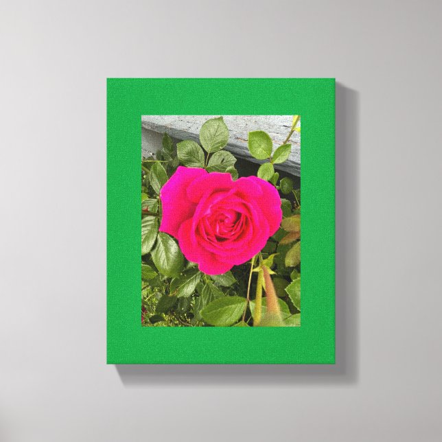 Pink Rose #4 Canvas Print (Front)