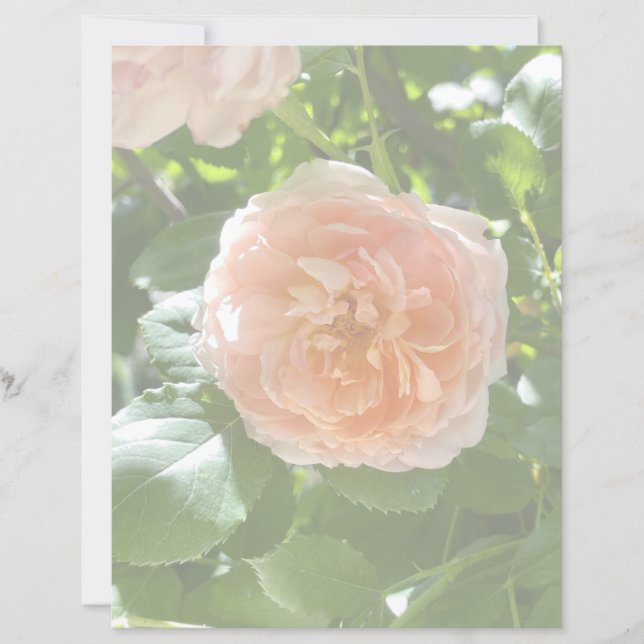 Pink Rose 8.5x11 Paper (Front)