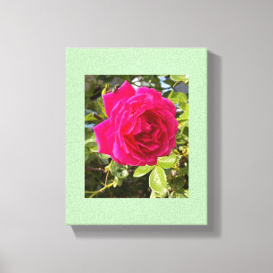 Pink Rose and a Fly Canvas Print