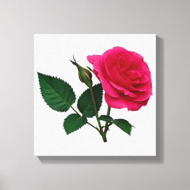 Pink Rose and Bud Canvas Print (Front)