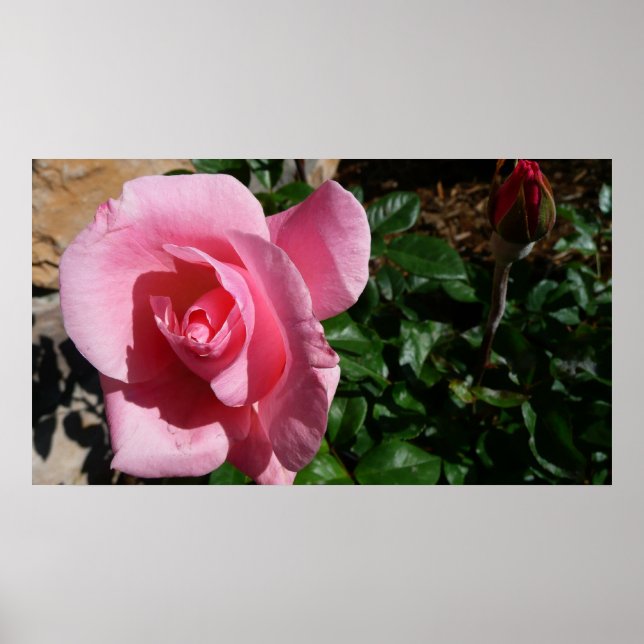 Pink Rose and Bud Garden Floral Poster (Front)