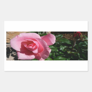 Pink Rose and Bud Garden Floral Sticker