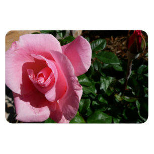 Pink Rose and Bud Magnet