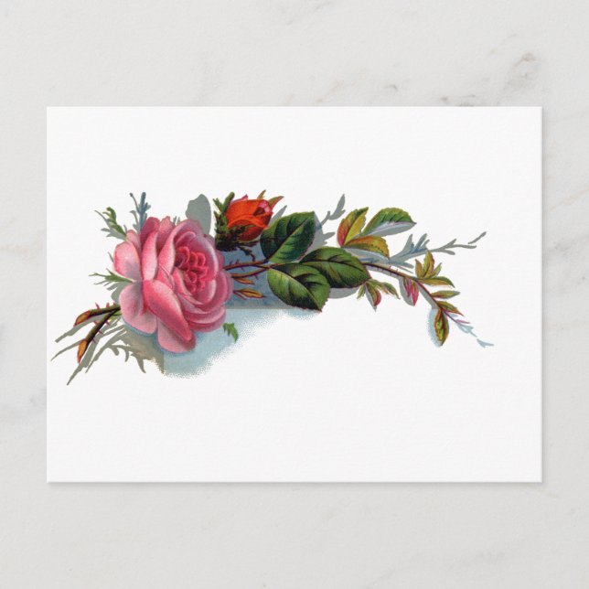 Pink Rose and Bud Victorian Postcard (Front)
