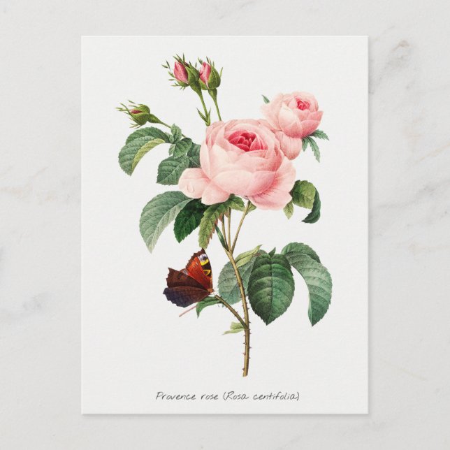Pink Rose and Butterfly Botanical Illustration Postcard (Front)
