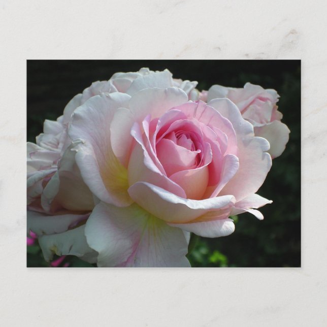 Pink Rose Announcement Postcard (Front)