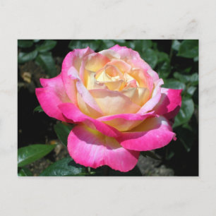 Pink Rose Announcement Postcard