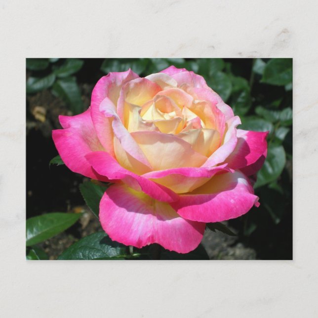 Pink Rose Announcement Postcard (Front)