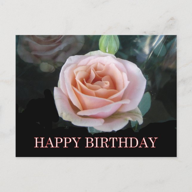 Pink rose birthday greetings postcard (Front)