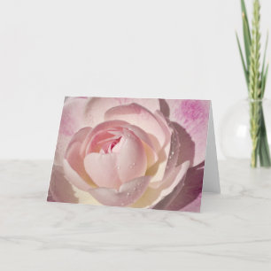 Pink Rose Blank Greeting Card