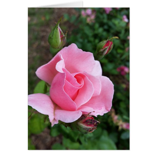 pink rose blooming (Front)