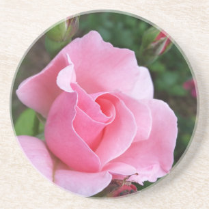 pink rose blooming coaster