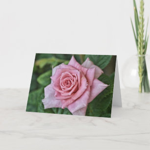 Pink Rose Blooming Full Floral Note Card