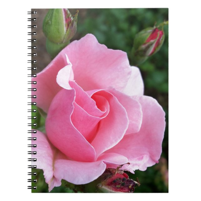 pink rose blooming notebook (Front)