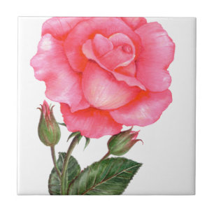 Pink Rose Botanical Illustration Tile