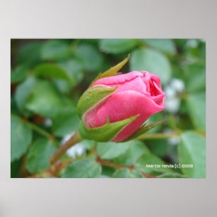 Pink Rose Bud Poster