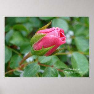Pink Rose Bud Print - Select Your Frame