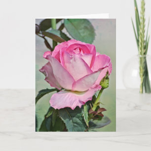 Pink Rose Budding Out Art Note Card
