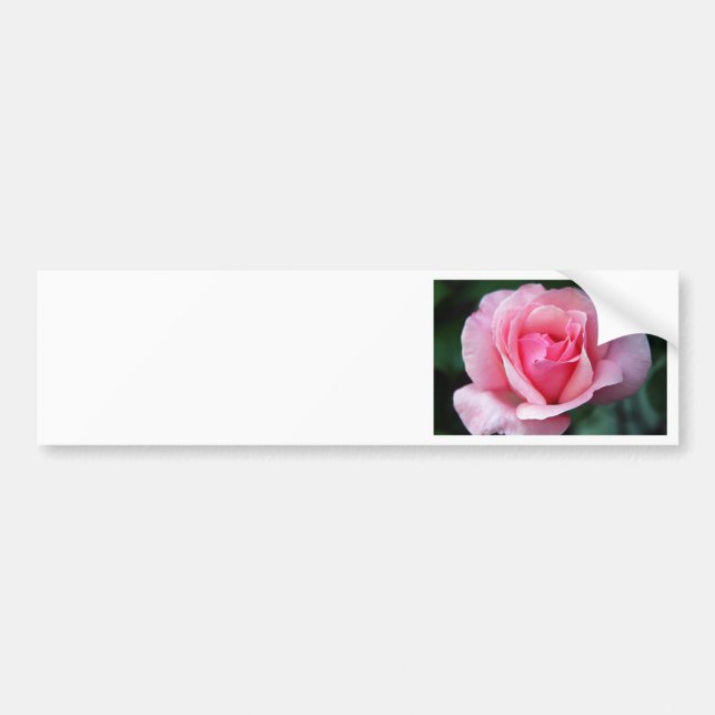 Pink Rose Bumper Sticker (Front)