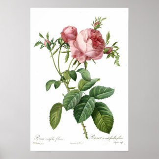 Pink Rose by Redoute Poster