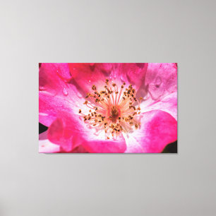 Pink Rose Canvas Print