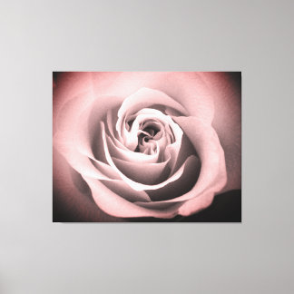Pink Rose Canvas Print