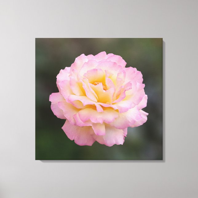 pink rose canvas print (Front)