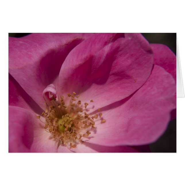 Pink Rose Card (Front Horizontal)