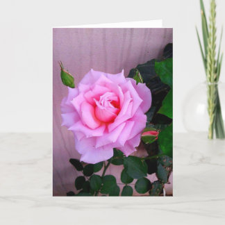 Pink Rose Card