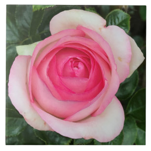 Pink Rose Ceramic Tile