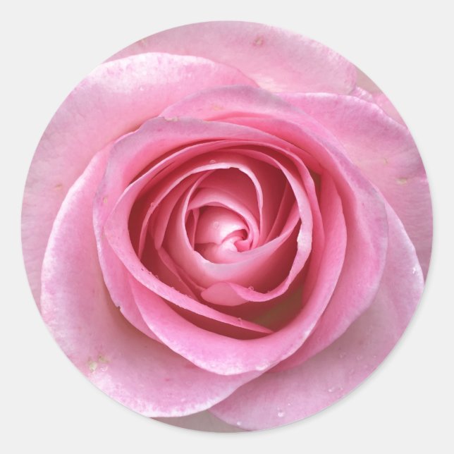 Pink Rose Circle Stickers (Front)