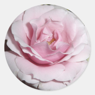 Pink Rose Classic Round Sticker