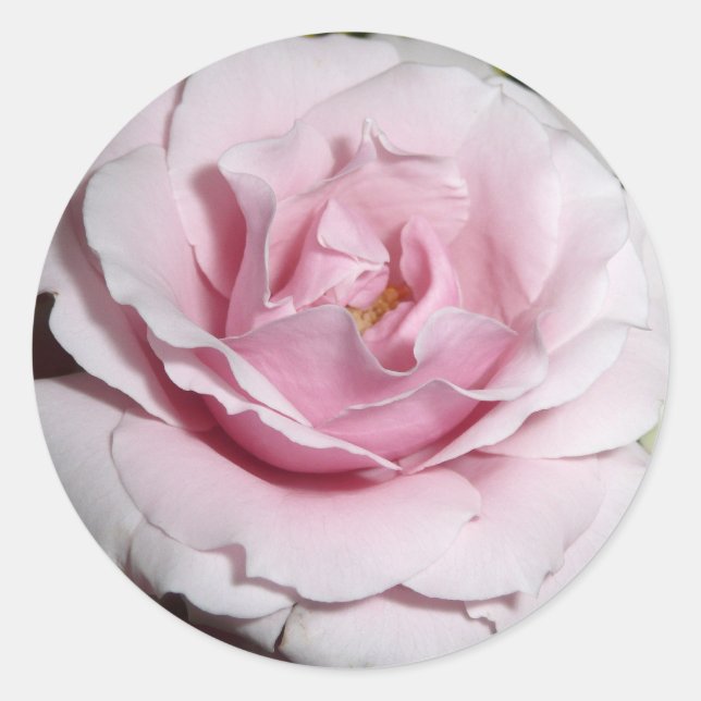 Pink Rose Classic Round Sticker (Front)
